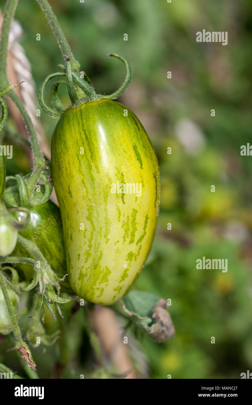 'Green Sausage' Tomato, Tomat (Solanum lycopersicum) Stock Photo
