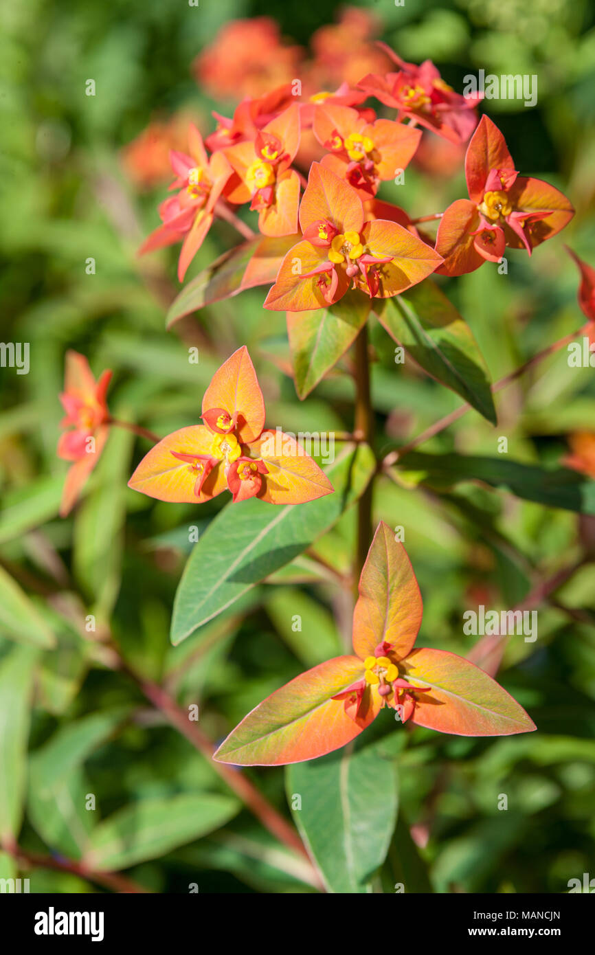 'Fireglow' Griffith's spurge, Eldtörel (Euphorbia griffithii) Stock Photo
