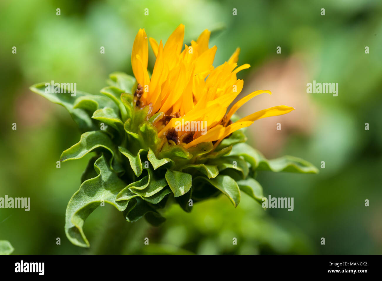 Curlyhead Goldenweed, Western Goldenweed (Pyrrocoma crocea) Stock Photo