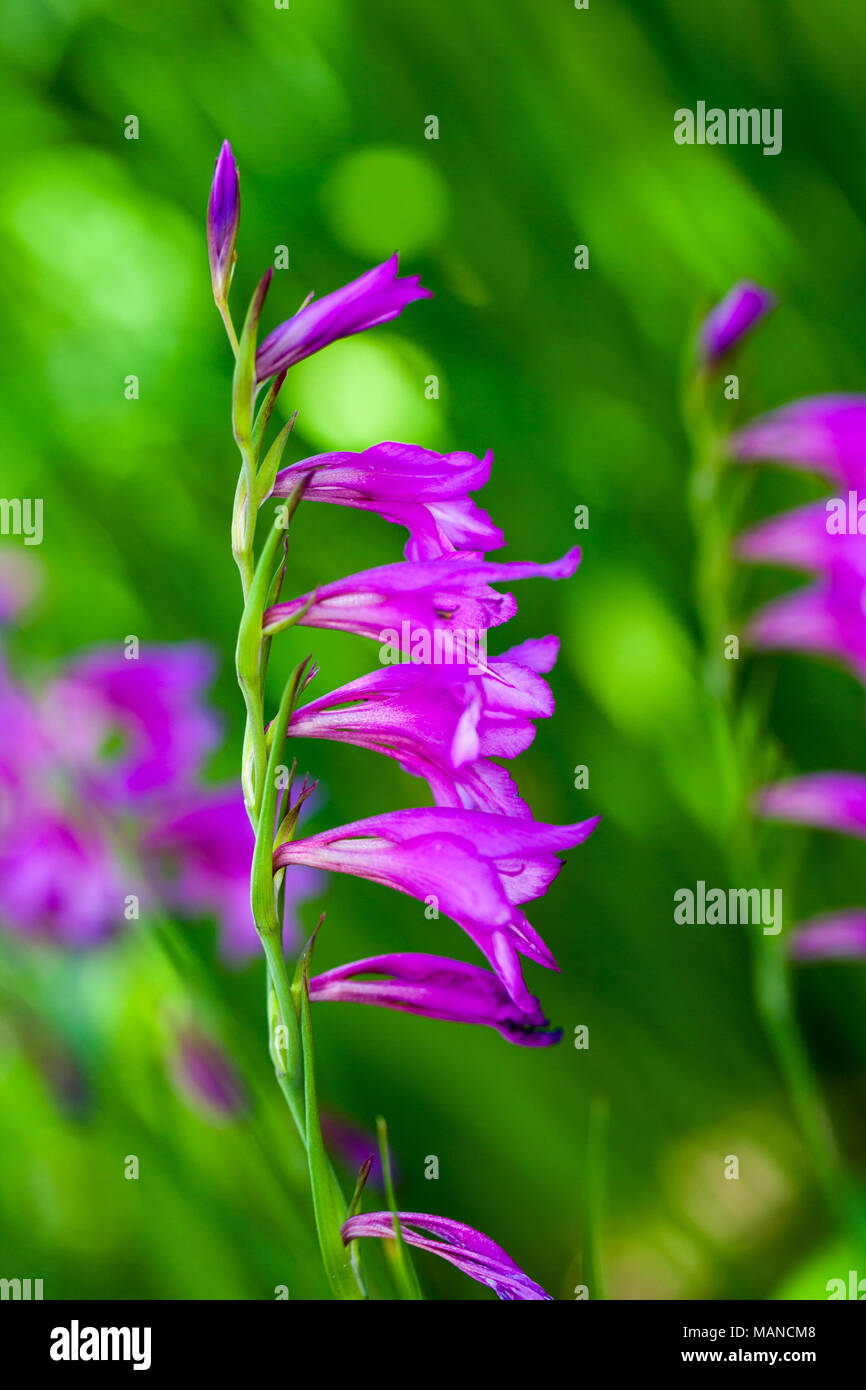 Turkish Marsh Gladiolus, Rysk sabellilja (Gladiolus imbricatus) Stock Photo