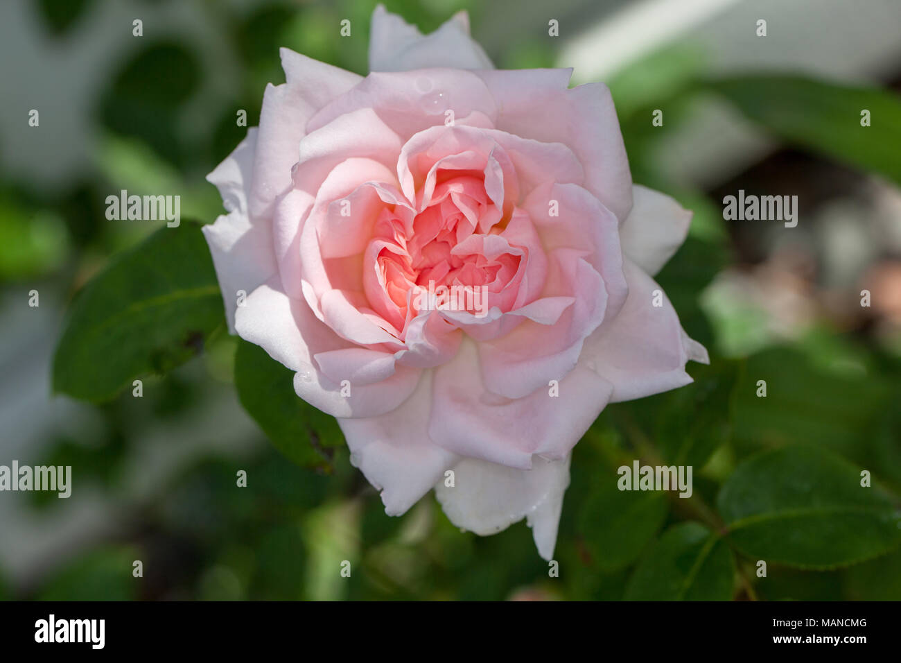 'Eglantyne, Ausmak' English Rose, Engelsk ros (Rosa) Stock Photo