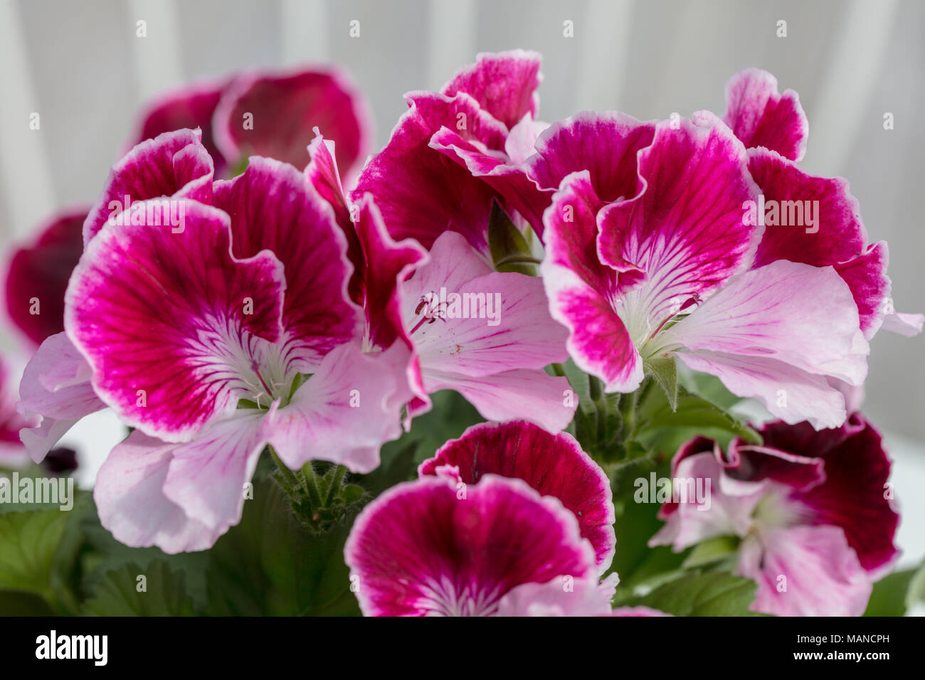 Regal geranium, Engelsk pelargon (Pelargonium x domesticum) Stock Photo