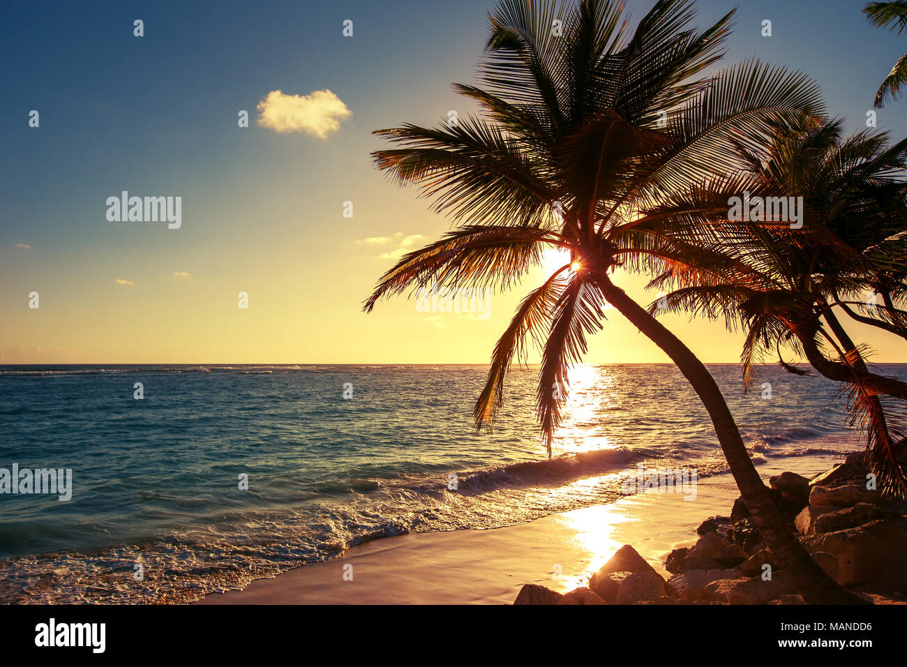 Palm tree on the tropical beach, sunrise shot Stock Photo - Alamy