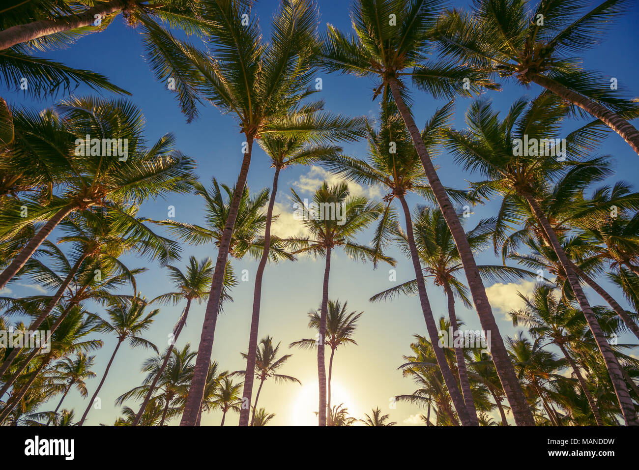 Coconut palm trees perspective view, sunrise shot Stock Photo