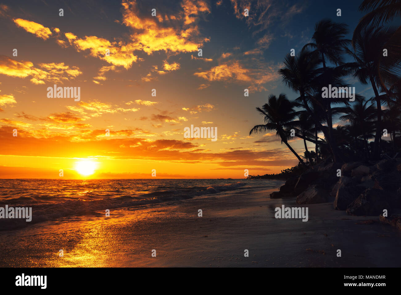 Palm tree on the tropical beach, sunrise shot Stock Photo - Alamy