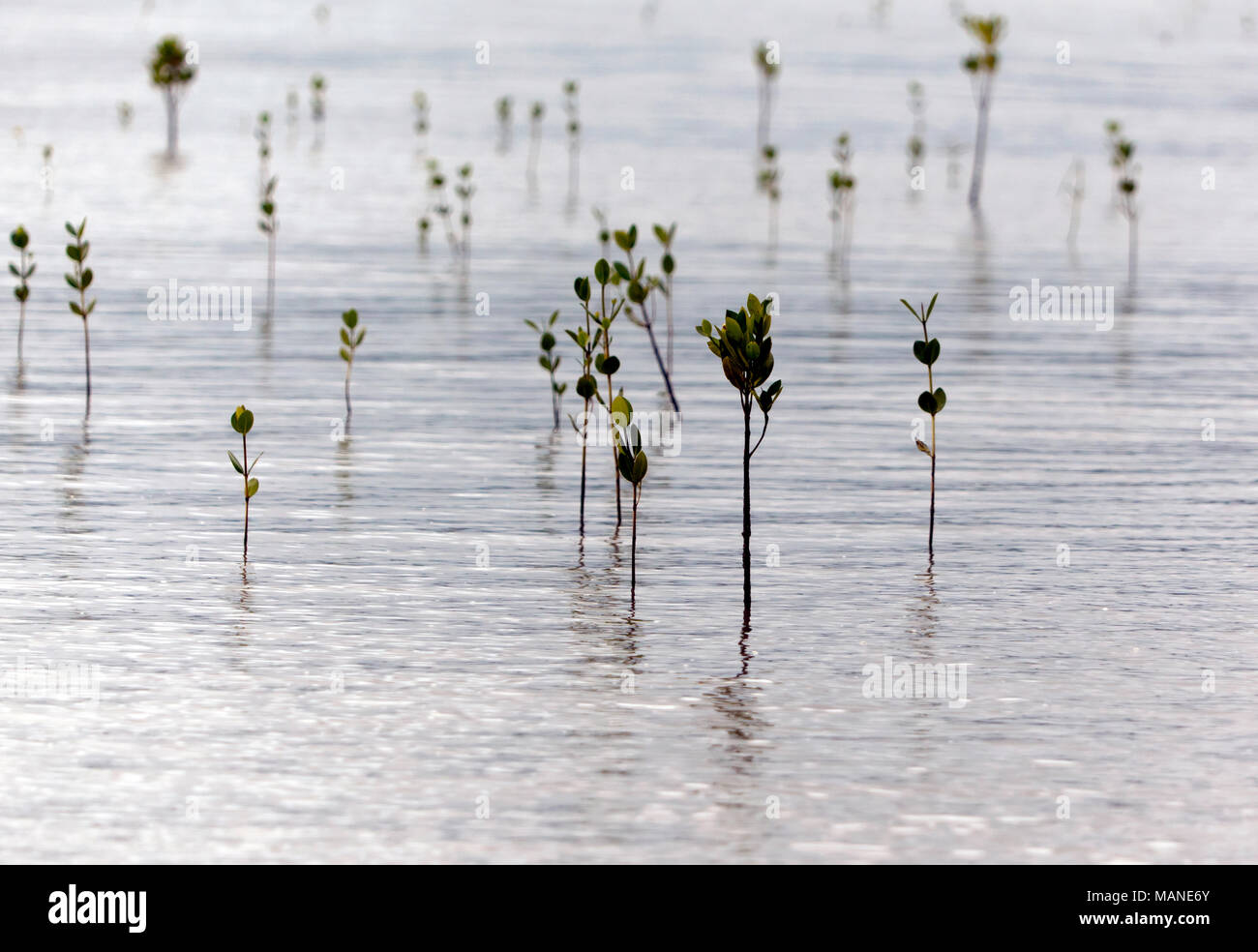 Mangrove plants growing in the mud flats of Trinity Bay, Cairns North