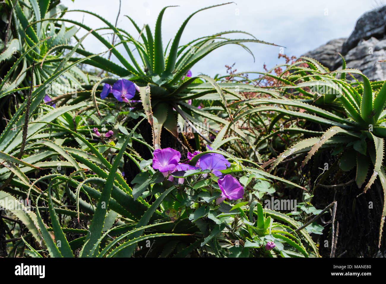 Wild morning glory flowers growing in amongst aloes Stock Photo