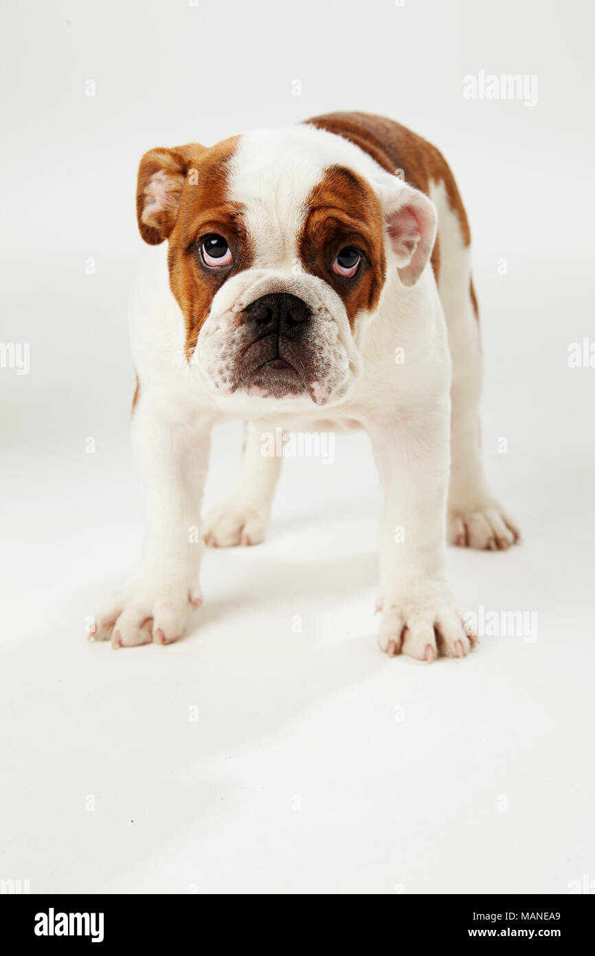 Studio Shot Of British Bulldog Puppy Standing On White Background Stock Photo