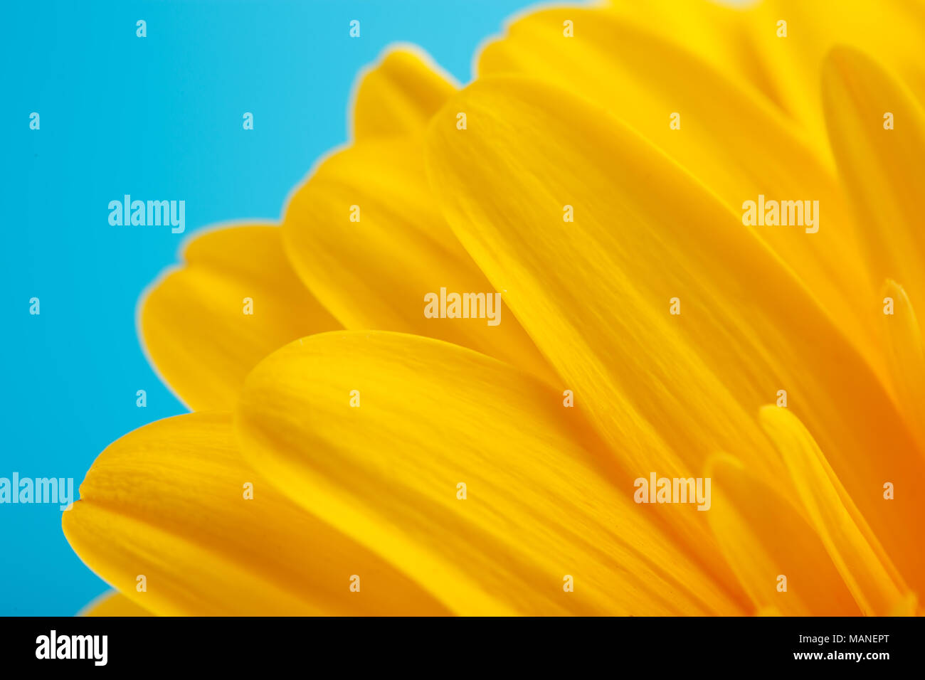 Petals of yellow berbera daisy flower close up Stock Photo