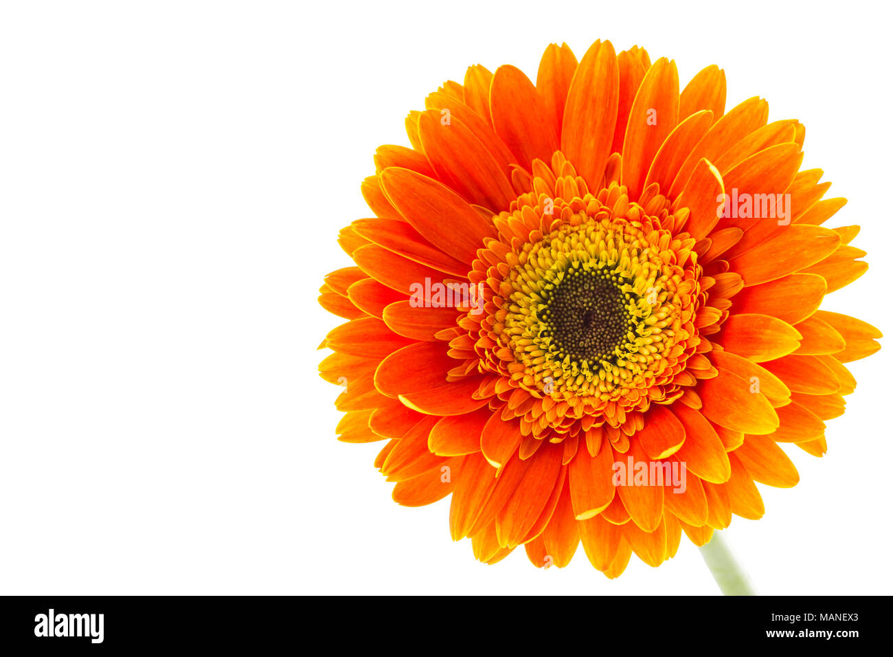 Gerbera daisy flower isolated on white background Stock Photo - Alamy