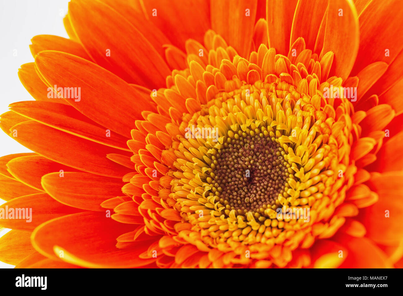 Gerbera daisy flower isolated on white background Stock Photo - Alamy