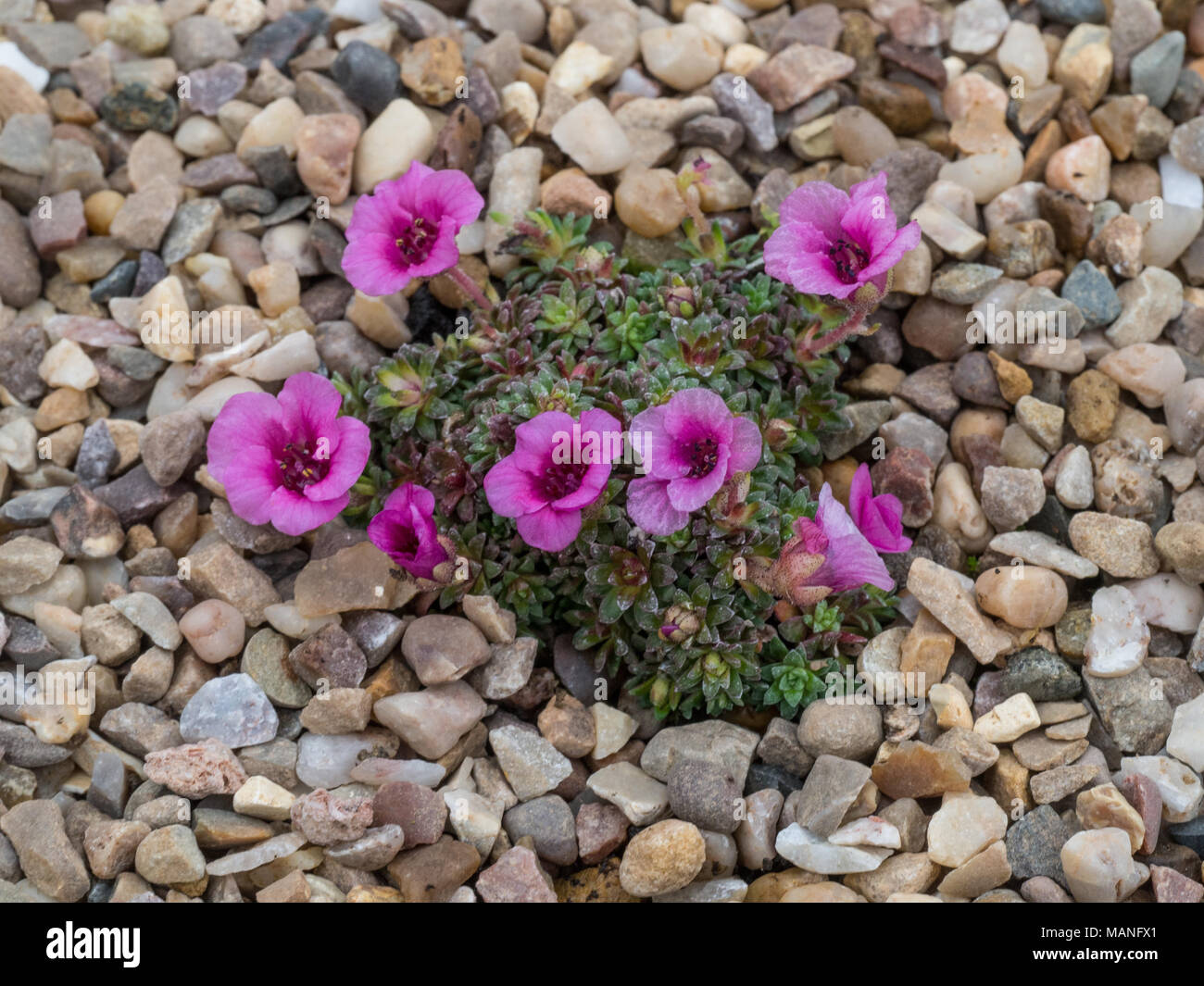 Saxifraga Harlow Carr growing in a gravel bed Stock Photo