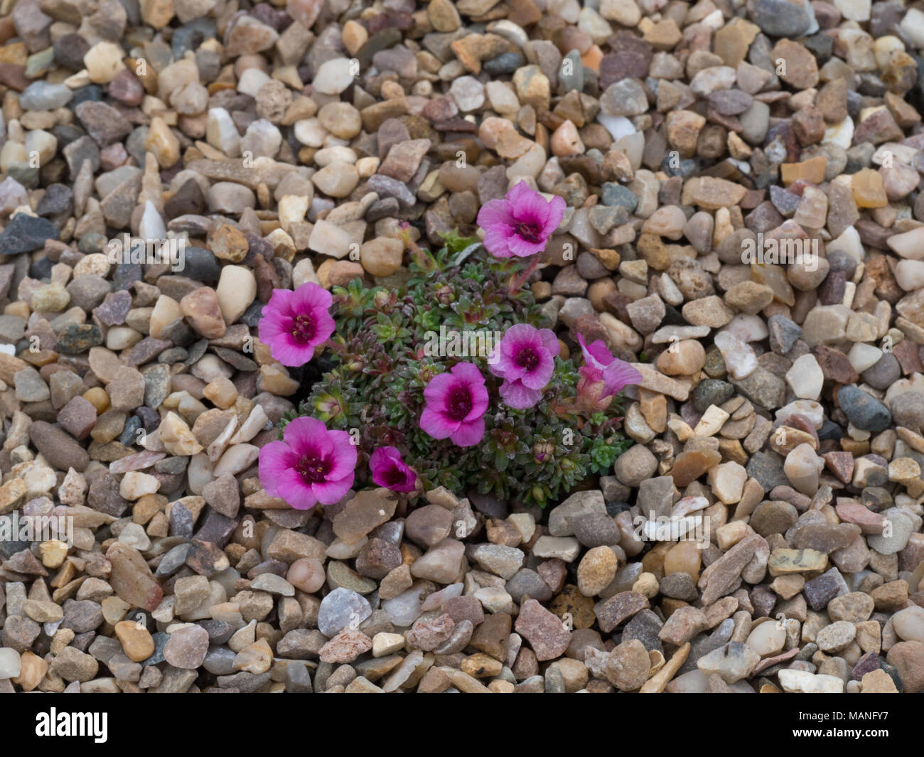 Saxifraga Harlow Carr growing in a gravel bed Stock Photo