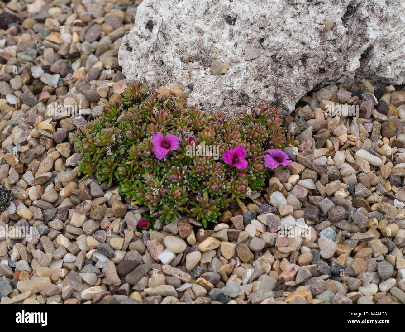 Saxifraga Satchmo growing in a gravel bed against a piece of tufa rock Stock Photo