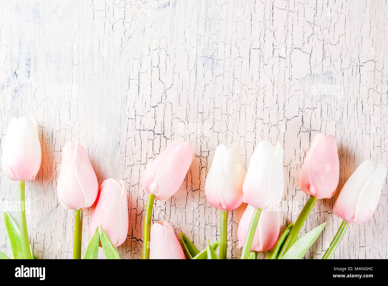 Mother's Day concept, greeting card background. Flowers tulips on a light concrete table, copy space top view Stock Photo