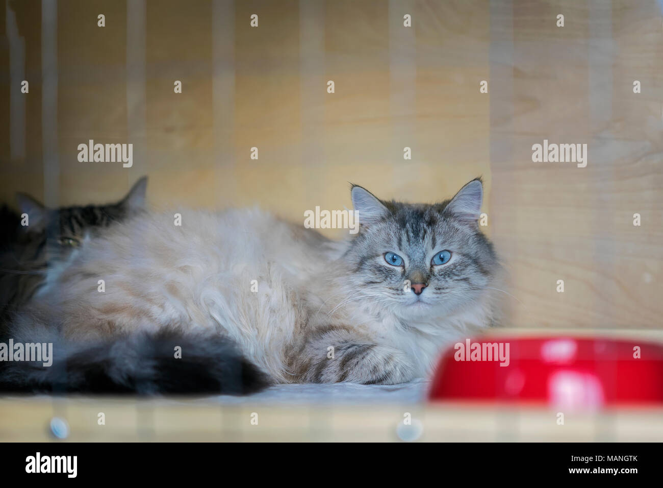 Adorable Fluffy Cat Of Siberian Breed With Beautiful Blue Eyes Lying On Cage In Shelter As On Cats Animal Exhibition But Waiting For Home Someone To Adopt Him Stock Photo Alamy