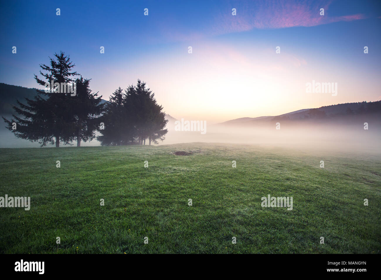 Beautiful shot forest in fog hi-res stock photography and images - Alamy