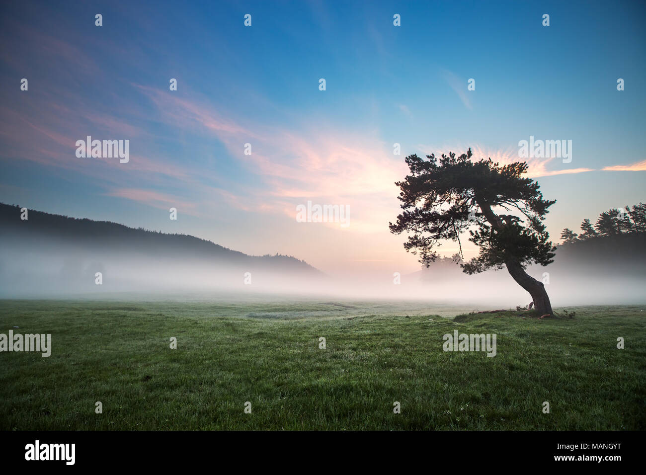 Fog covered trees hi-res stock photography and images - Alamy