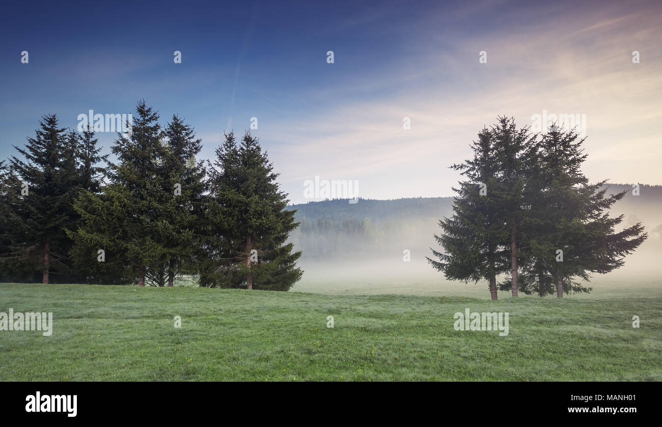 Fog covered trees in hi-res stock photography and images - Alamy