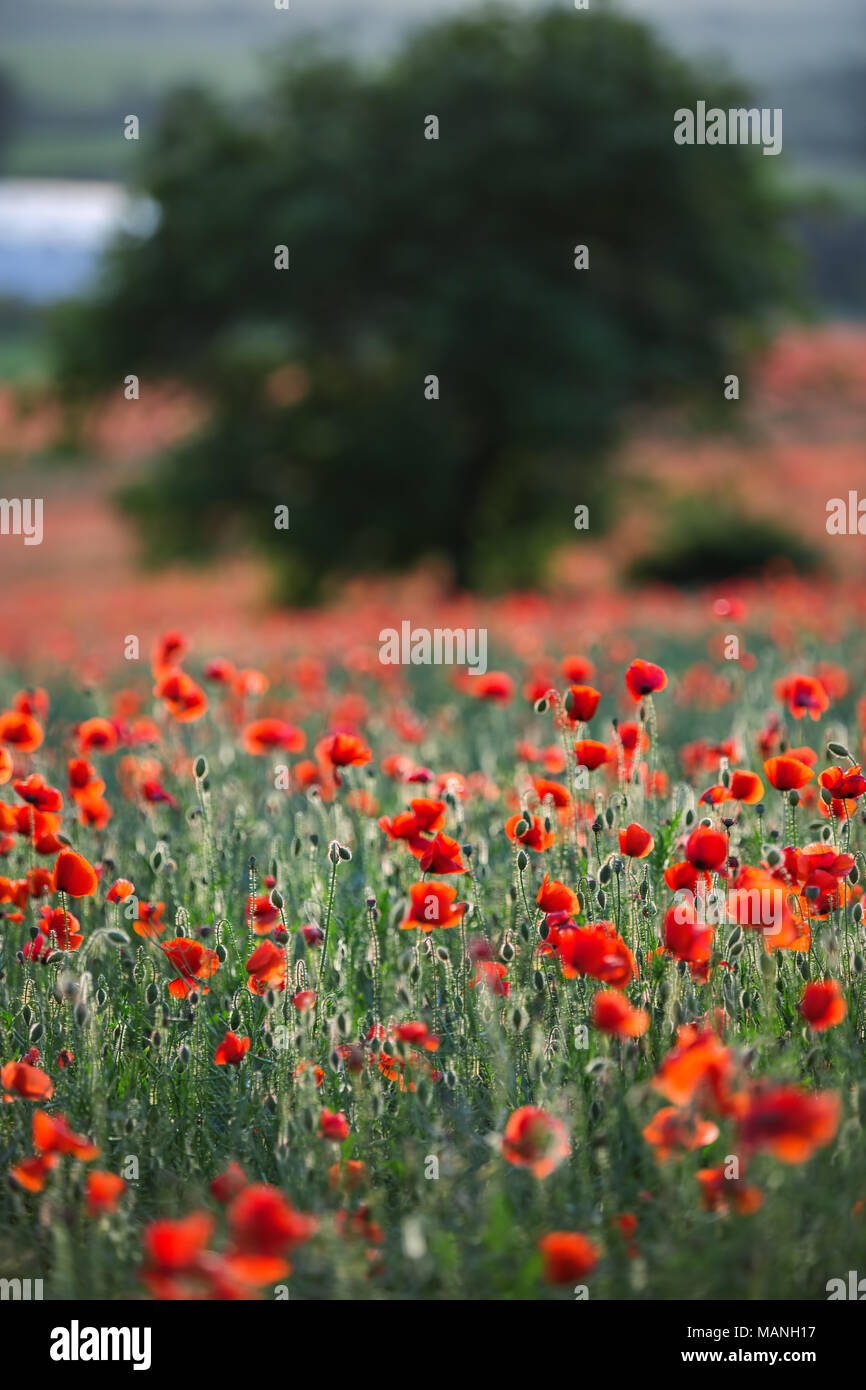 Beautiful wallpaper poppy flowers hi-res stock photography and images ...