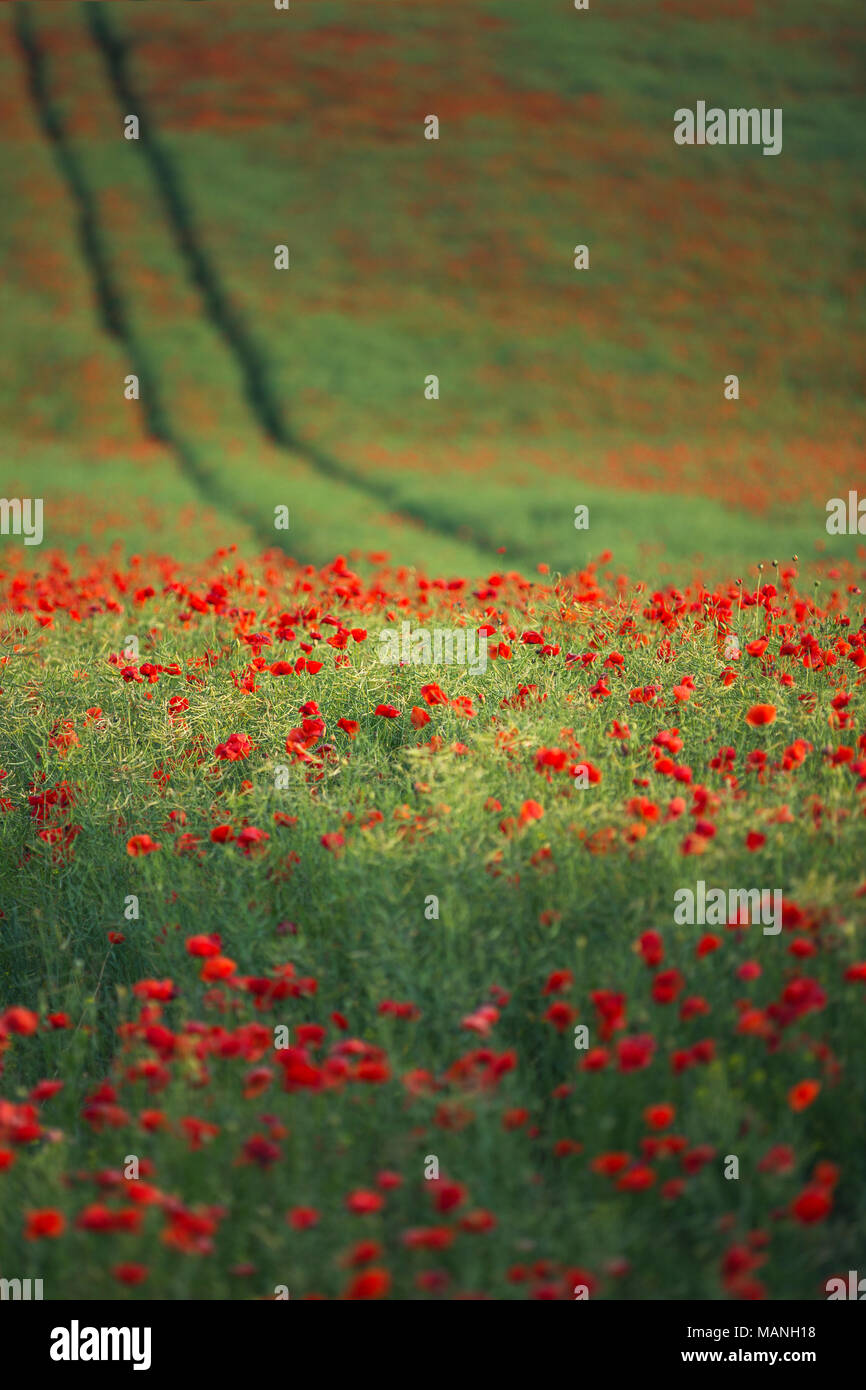 Field of bright red poppy flowers in summer Stock Photo - Alamy