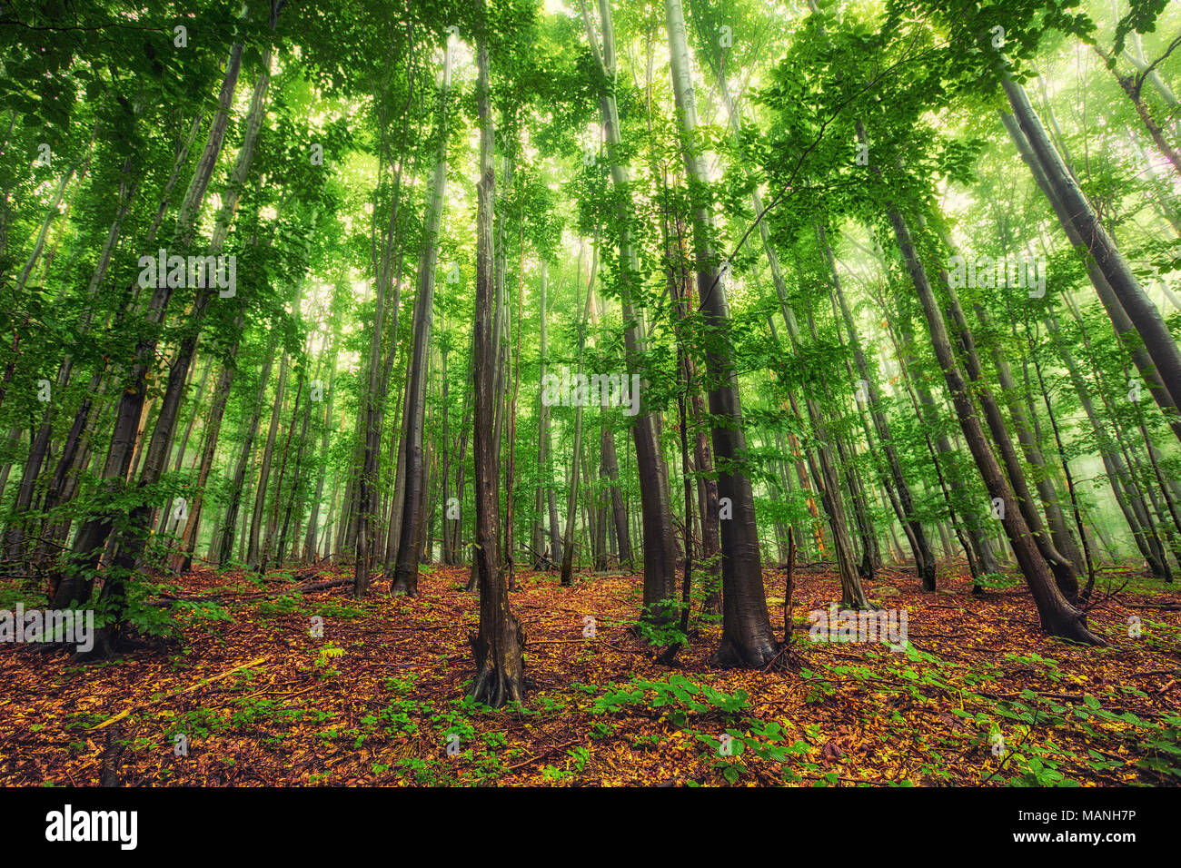 Beautiful nature at morning in the misty spring forest with sun rays ...