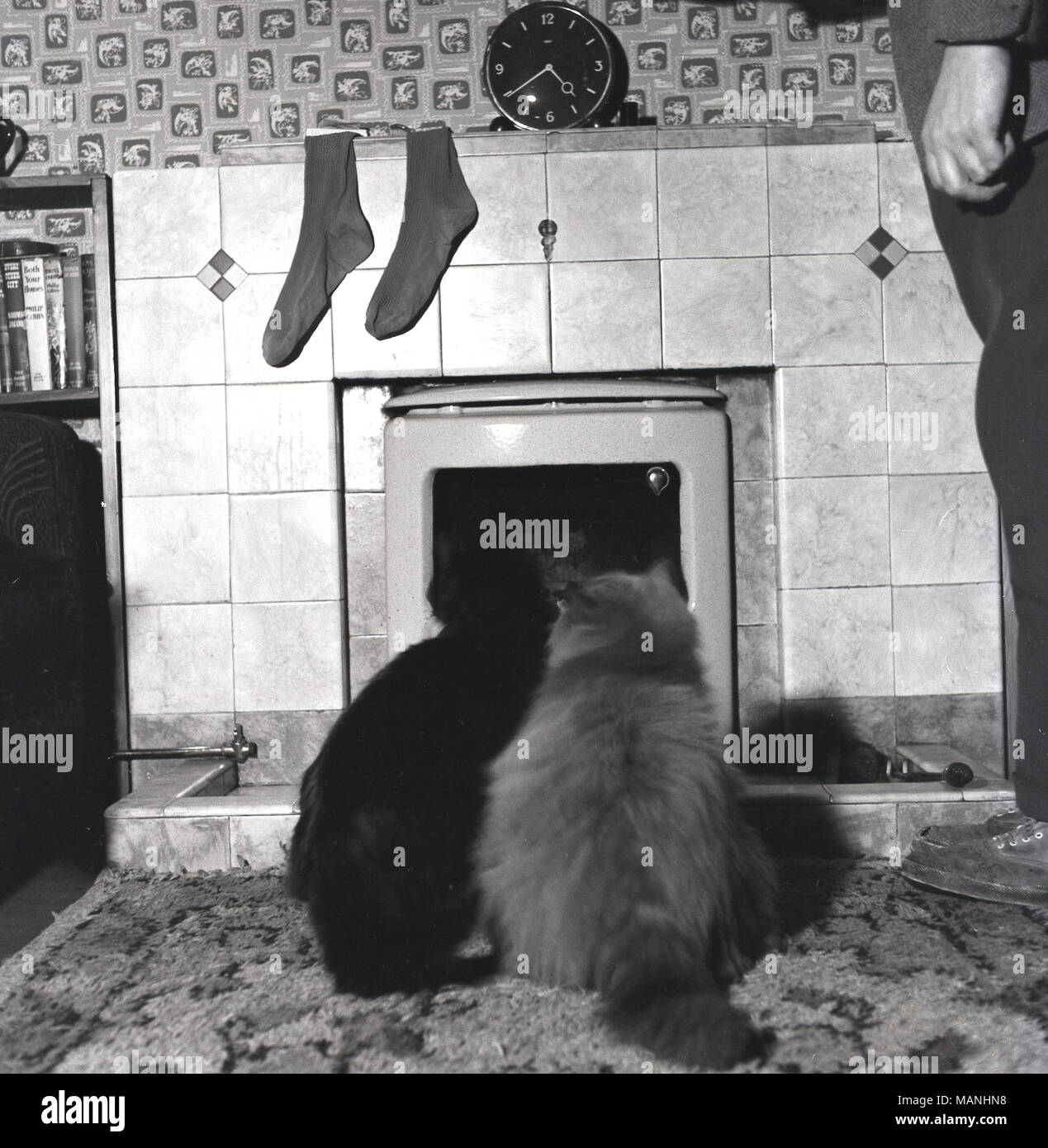 1960s, historical, two cats in a living room of a house sitting beside each other on a scruffy rug infront of, staring at and fascinated by, a real fire, England, UK. A pair of men's socks hangs over the fireplace tiles drying. Stock Photo