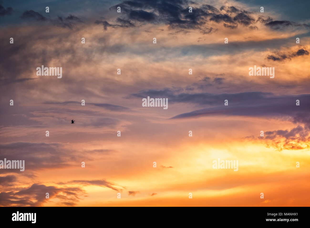 Flying birds sunset hi-res stock photography and images - Alamy
