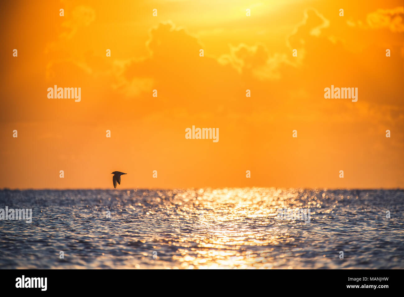 Beautiful flying bird hi-res stock photography and images - Alamy