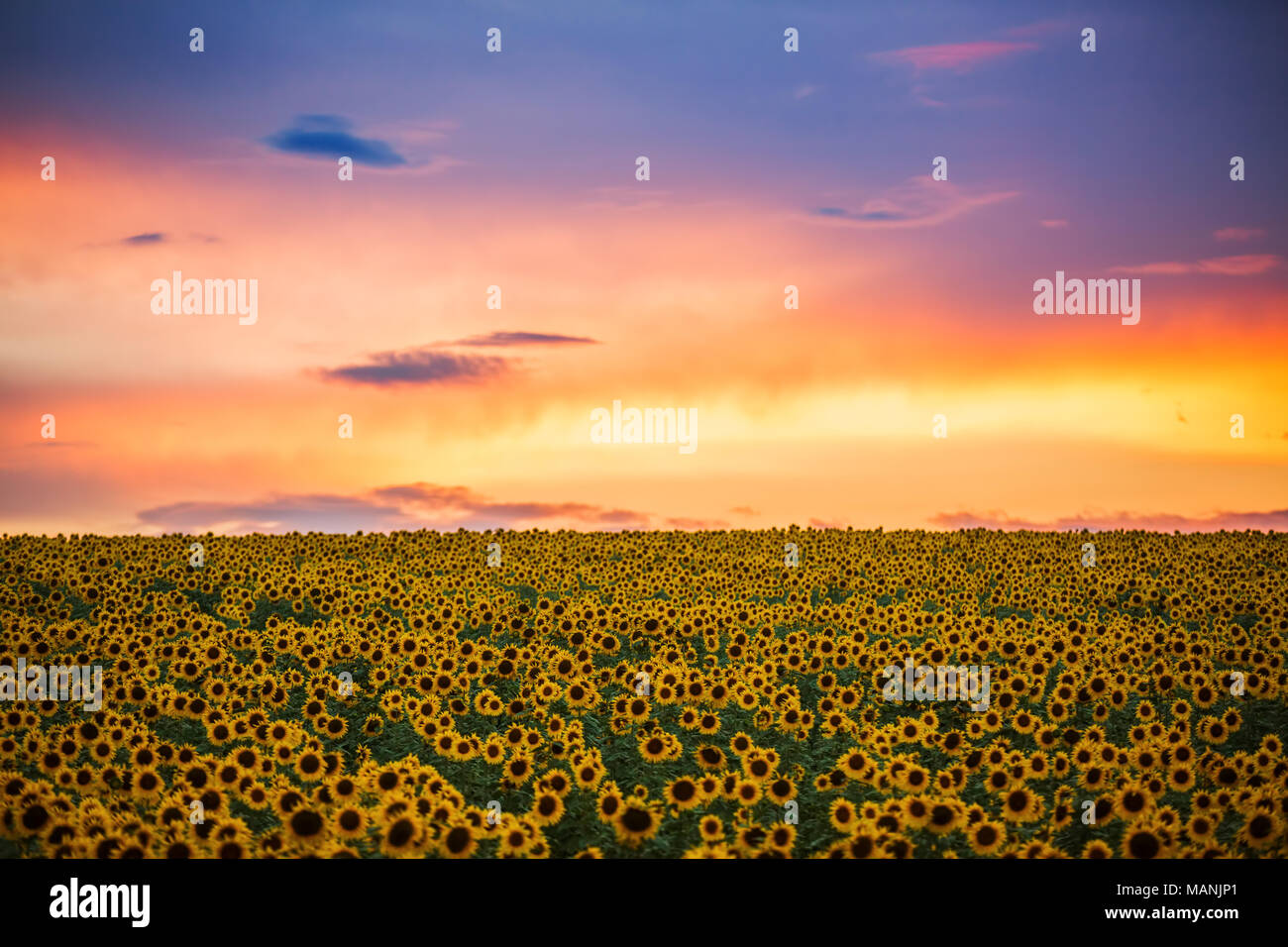 Agriculture field flowers sunflowers sunset yellow hi-res stock ...