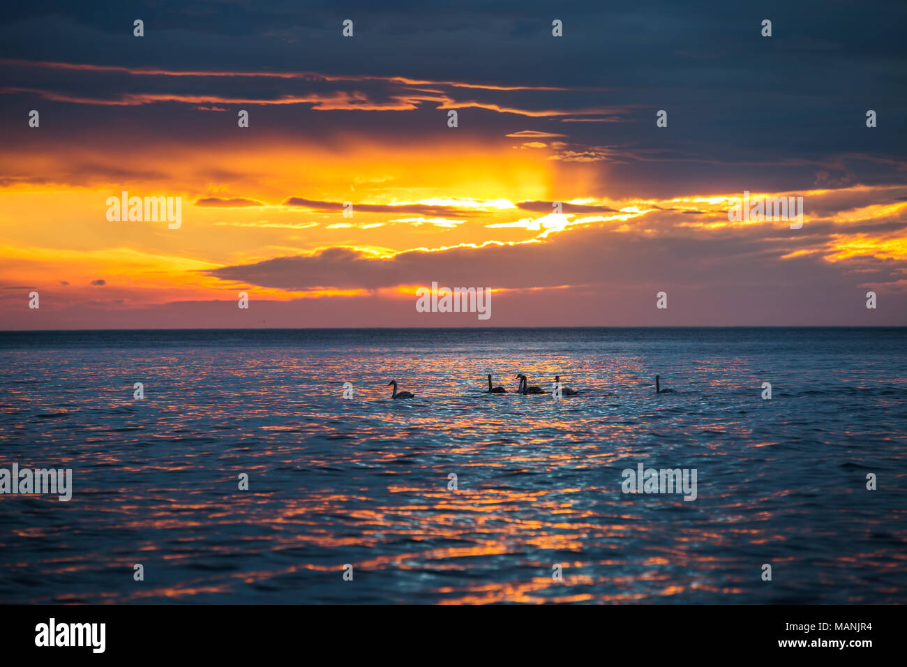 beautiful-sunrise-over-the-sea-horizon-dramatic-clouds-and-swans-stock