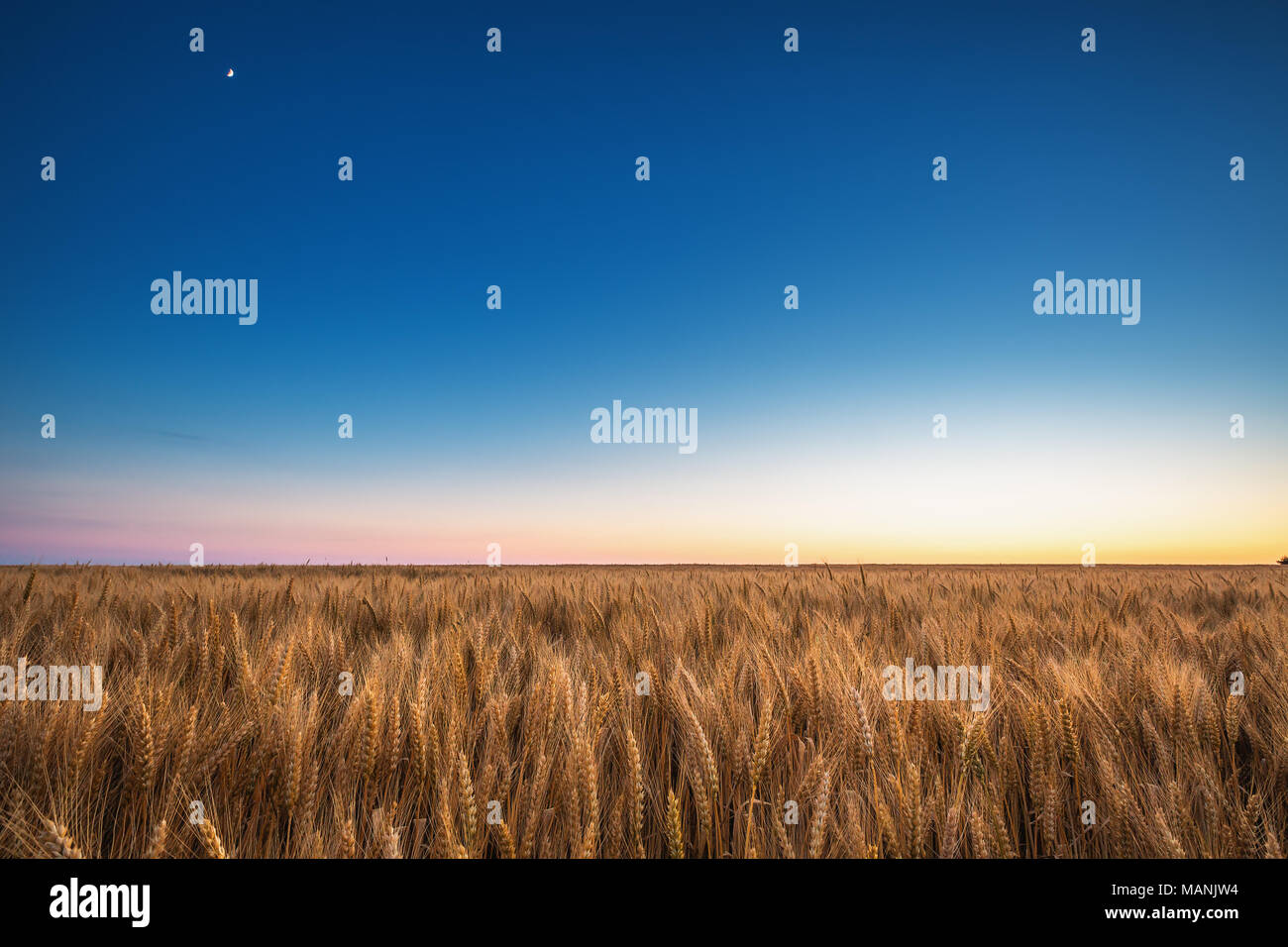 Blue sky golden field hi-res stock photography and images - Alamy