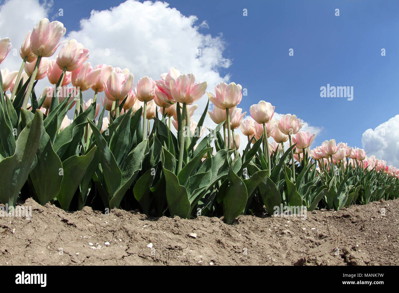 Dutch landscape, tulips fiels in springtime Holland Stock Photo