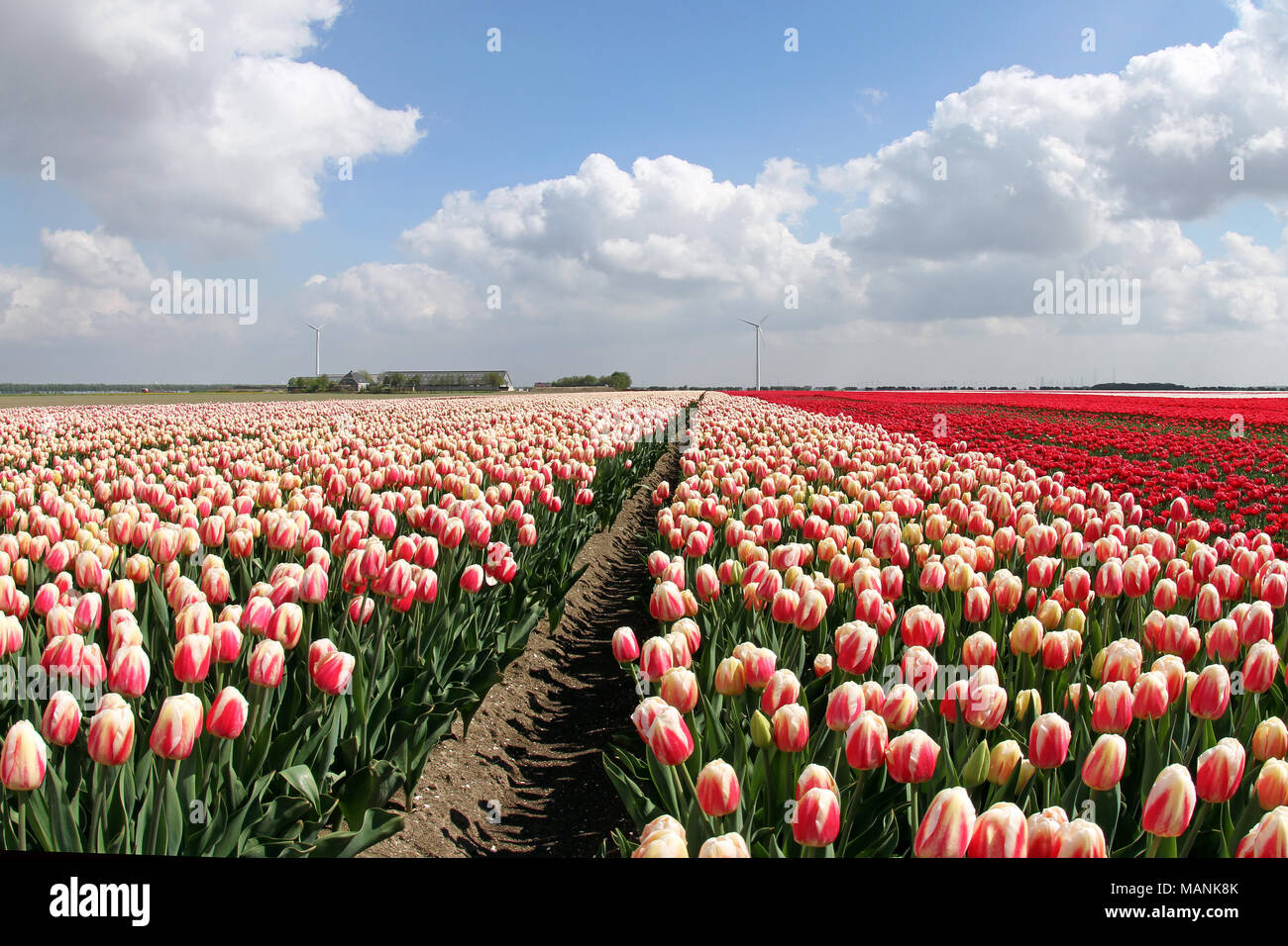 Dutch landscape, tulips fiels in springtime Holland Stock Photo