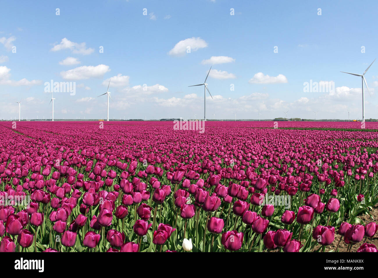 Dutch windmill in tulip field, Holland, the Netherlands Stock Photo