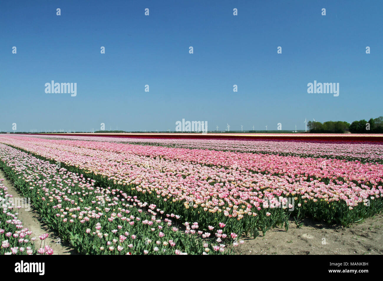 Dutch landscape, tulips fiels in springtime Holland Stock Photo - Alamy