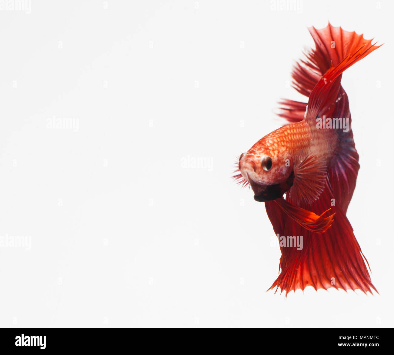 Beautiful red fish movement on white background, Stock Photo