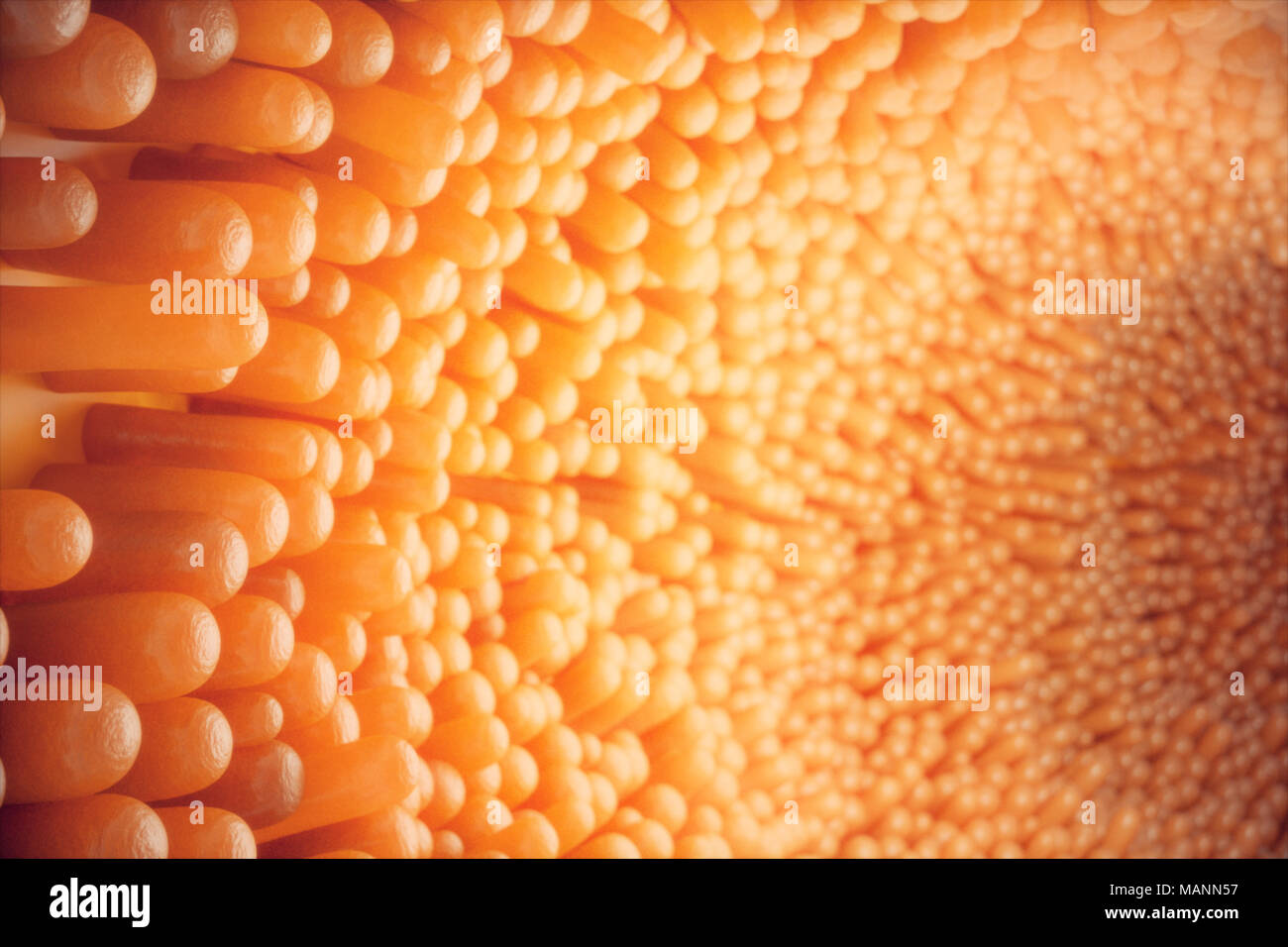 3D illustration close-up Intestinal villi. Intestine lining. Microscopic villi and capillary. Human intestine. Concept of a healthy or diseased intestine. Stock Photo