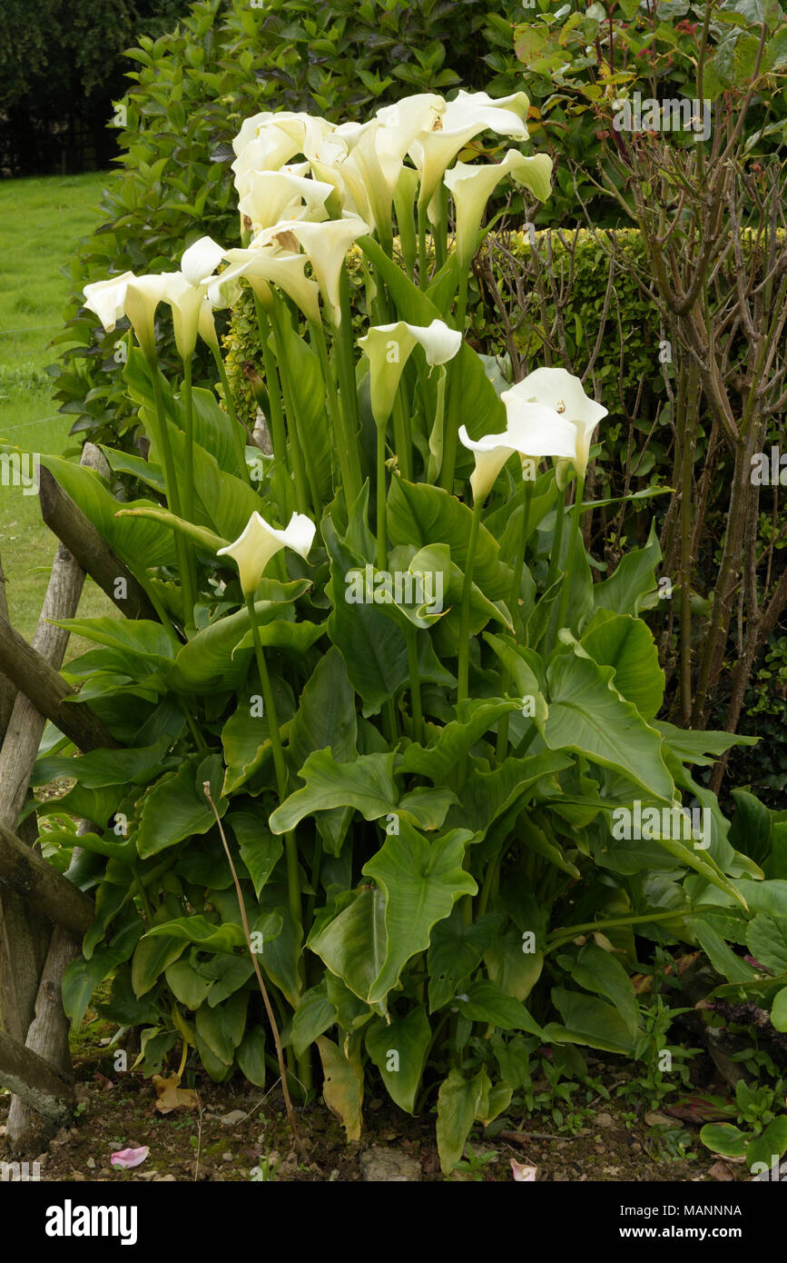 Altar-lily, Zantedeschia aethiopica Stock Photo