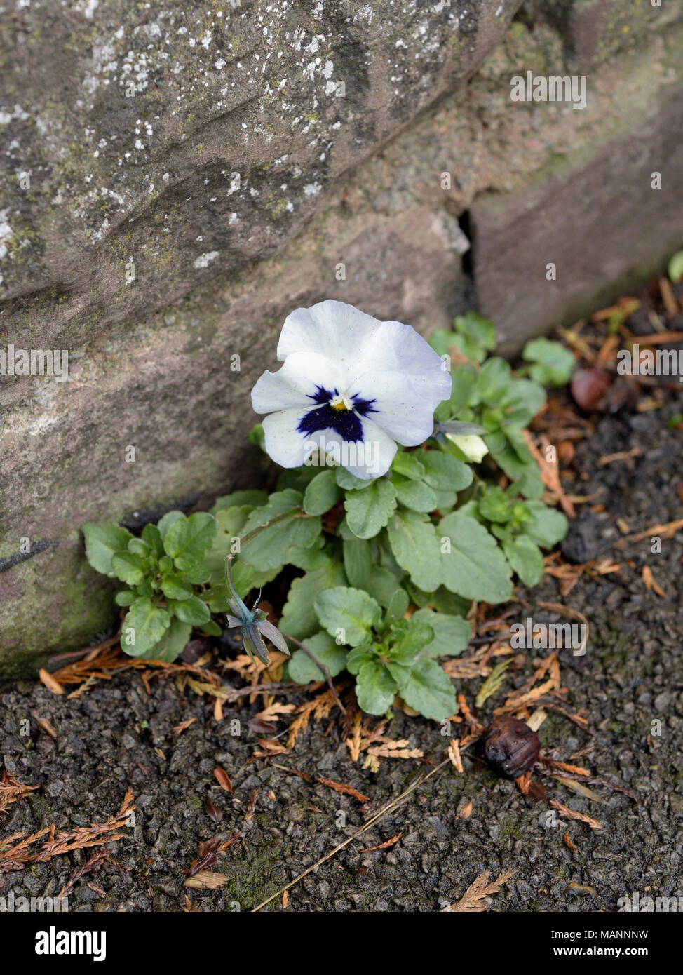 Garden Pansy, Viola x wittrockiana growing by a wall Stock Photo