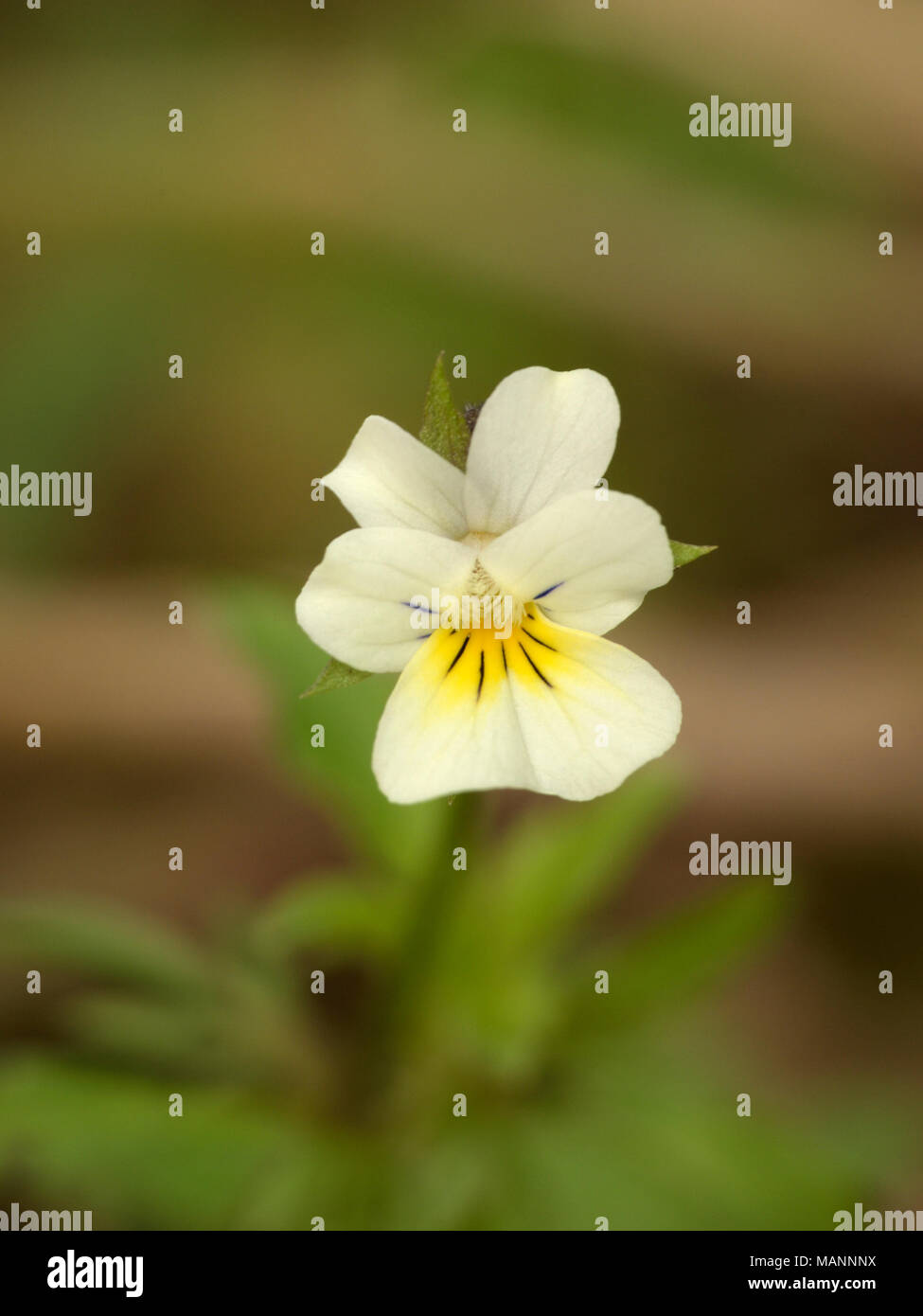 Field Pansy, Viola arvensis Stock Photo