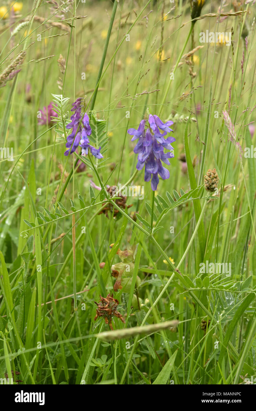 Tufted Vetch, Vicia cracca growing in a meadow Stock Photo