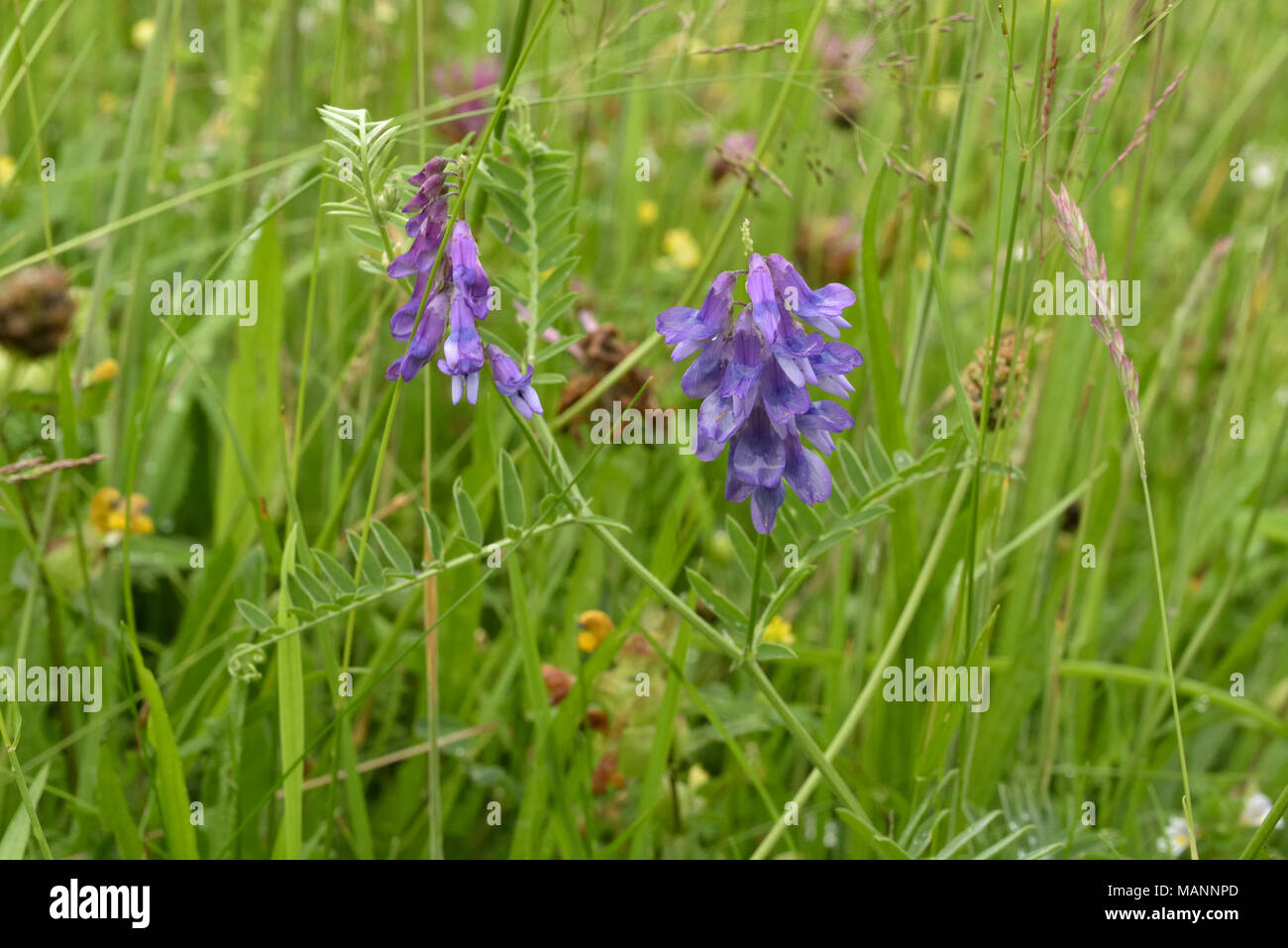Tufted Vetch, Vicia cracca growing in a meadow Stock Photo