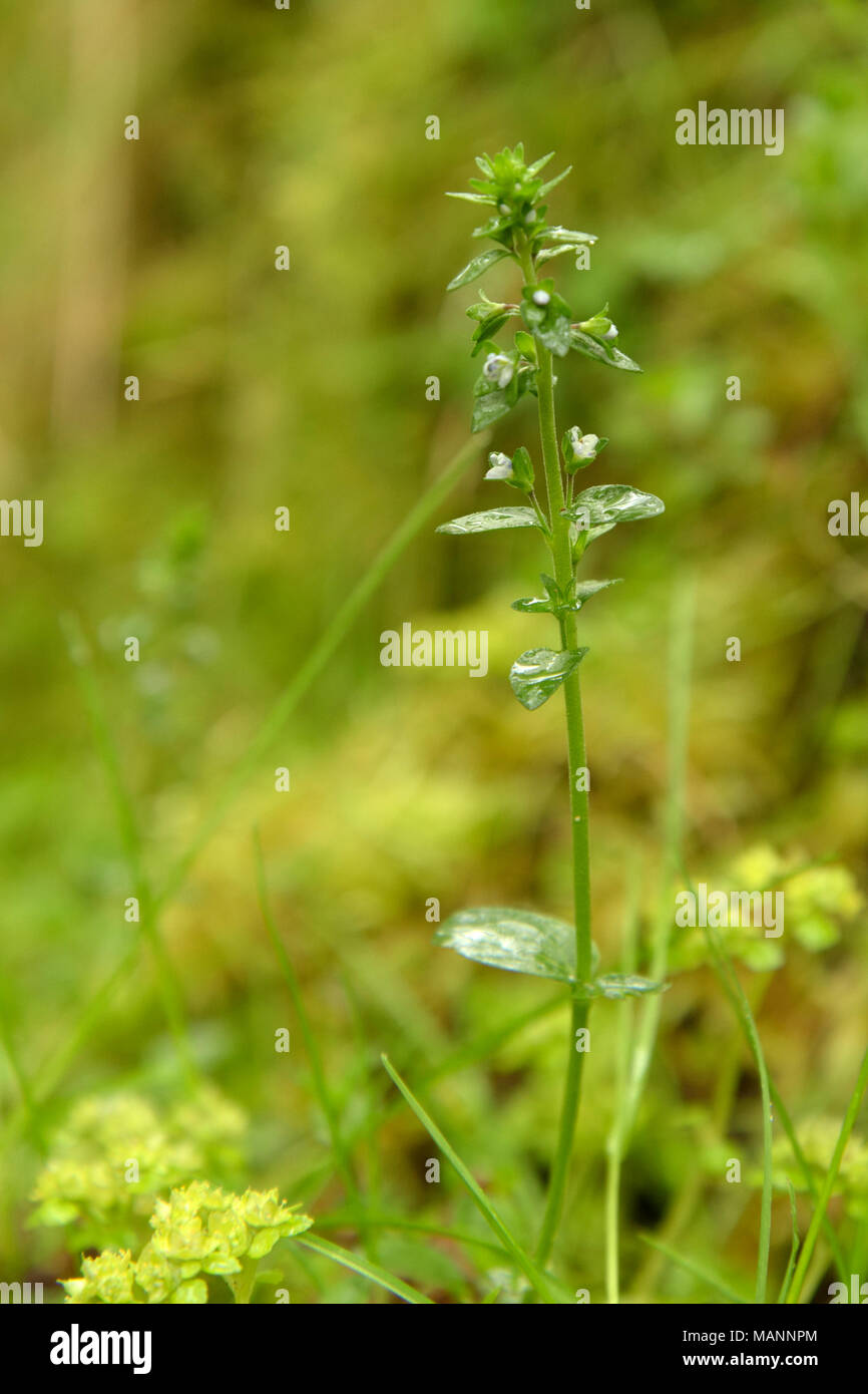 Thyme leaved speedwell thyme leaved speed well hires stock photography