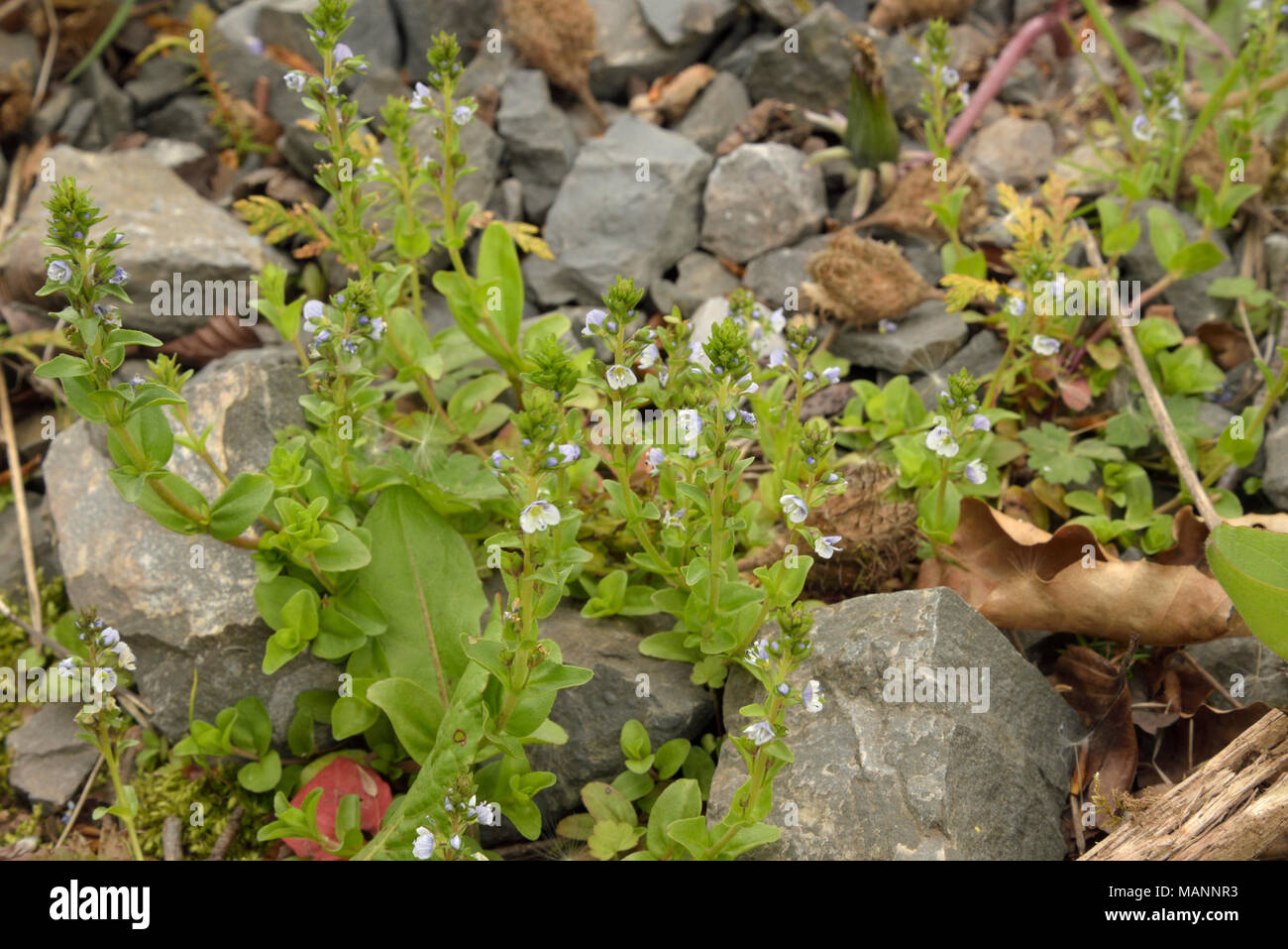 Thyme-leaved Speedwell, Veronica serpyllifolia Stock Photo