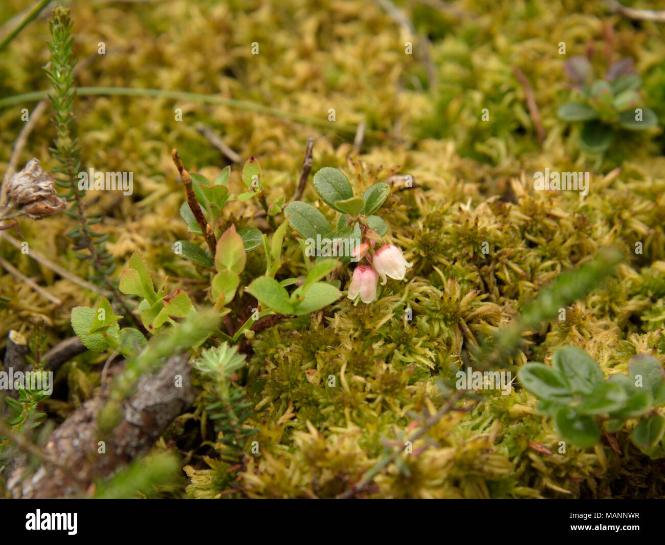 Cowberry, Vaccinium vitis-idaea Stock Photo