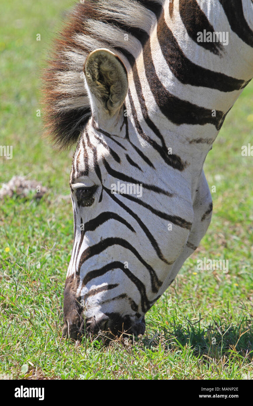 Zebra Grazing on the South African Plains Stock Photo