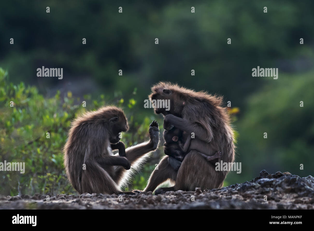 Gelada Baboons (Theropithecus Gelada), Debre Libanos, Ethiopia Stock Photo