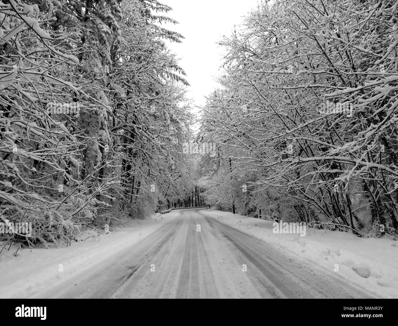 Winter Snow and Trees in Vancouver, WA Stock Photo Alamy