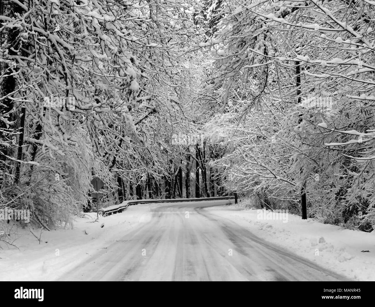 Winter Snow and Trees in Vancouver, WA Stock Photo Alamy